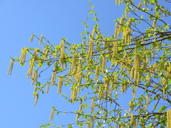 Betula pendula