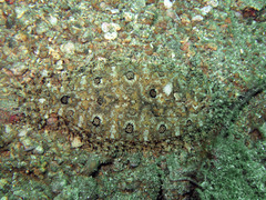 Asterorhombus intermedius