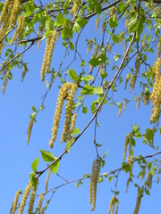 Betula pendula