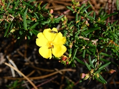 Cistus calycinus