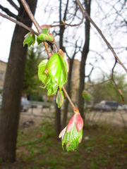 Tilia cordata