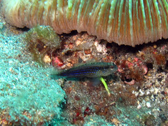 Asterropteryx ensifera