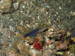 Asterropteryx ensifera