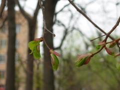 Tilia cordata