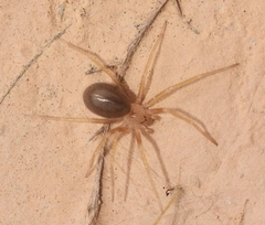 Loxosceles rufescens