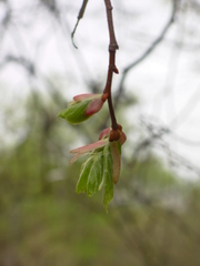 Tilia cordata