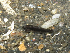 Asterropteryx semipunctata