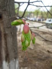 Tilia cordata