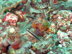 Asterropteryx striata