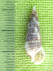 Cerithium atratum