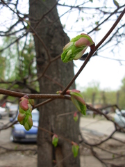 Tilia cordata