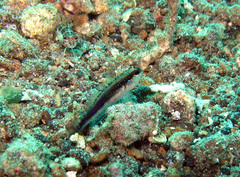 Asterropteryx striata