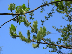Salix caprea