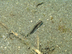 Asterropteryx striata