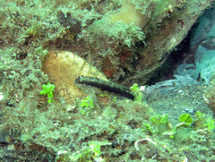 Asterropteryx striata