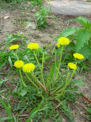 Taraxacum officinale