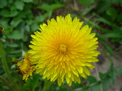 Taraxacum officinale