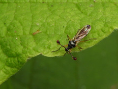 Diopsidae