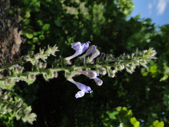 Scutellaria ovata