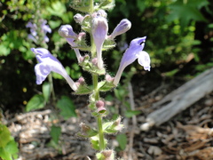Scutellaria ovata
