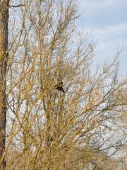 Corvus cornix cornix