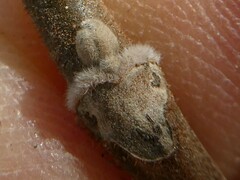 Juglans cinerea — photo 2