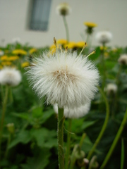 Tussilago farfara