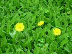 Doronicum