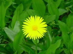 Doronicum