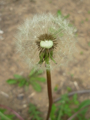 Taraxacum officinale