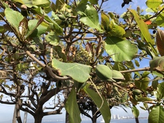 Terminalia catappa
