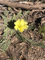 Oenothera primiveris