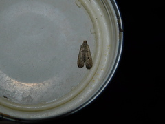 Bactra