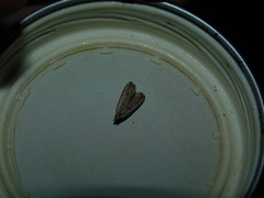 Bactra