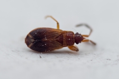 Notochilus ferrugineus