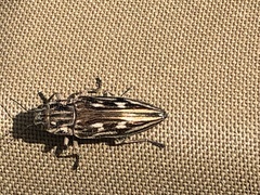 Chalcophora georgiana