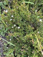 Arcytophyllum thymifolium