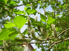 Salix caprea