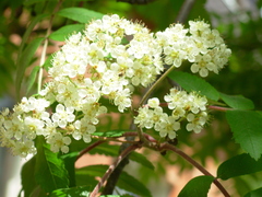 Sorbus aucuparia