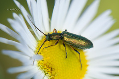 Chrysanthia geniculata