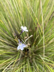 Lobelia tenera
