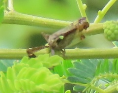 Raphiophora intricata