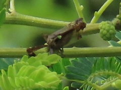 Raphiophora intricata