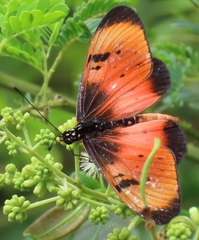 Acraea natalica