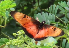 Acraea natalica