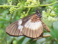 Acraea aganice