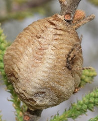 Sphodromantis viridis