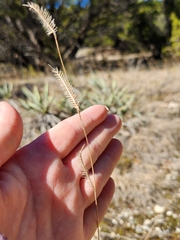 Bouteloua pectinata