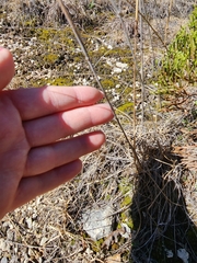 Bouteloua pectinata