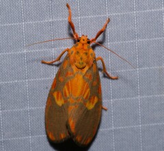 Ammatho cuneonotatus